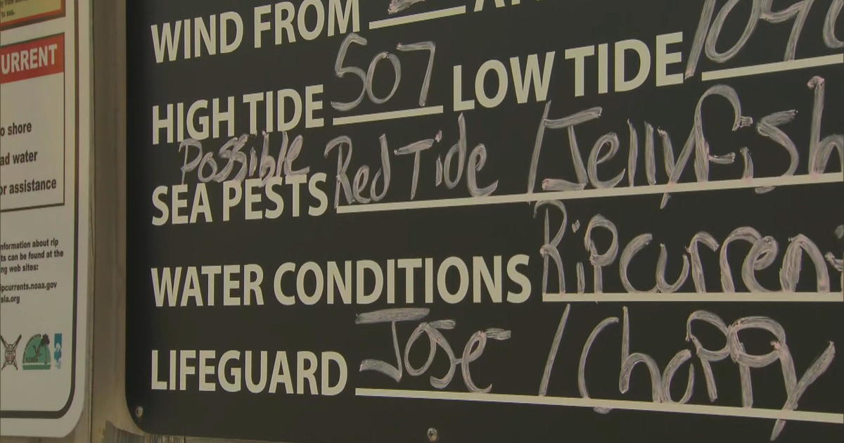 Red Tide Closes Florida Beaches Could Impact Millions In Tourism Dollars Cbs News