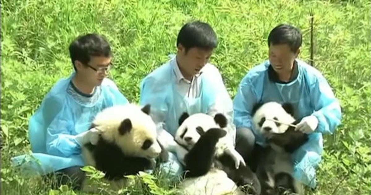 Artificially Bred Panda Cubs Meet Visitors Cbs News