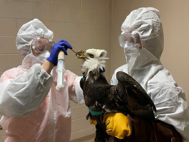 Bald Eagle Shot 