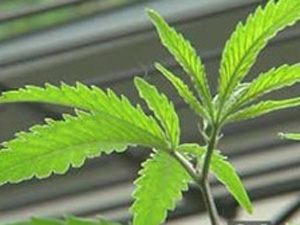 Marijuana Plant 