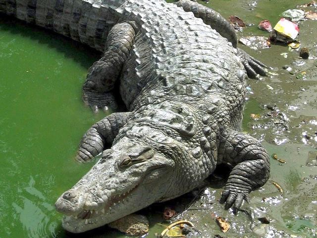 crocodile-file-photo.jpg 