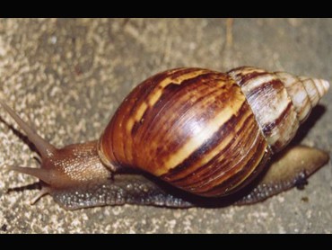 snail.jpg 