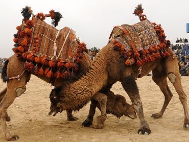 camels-file-photo.jpg 