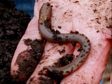earthworm.jpg 