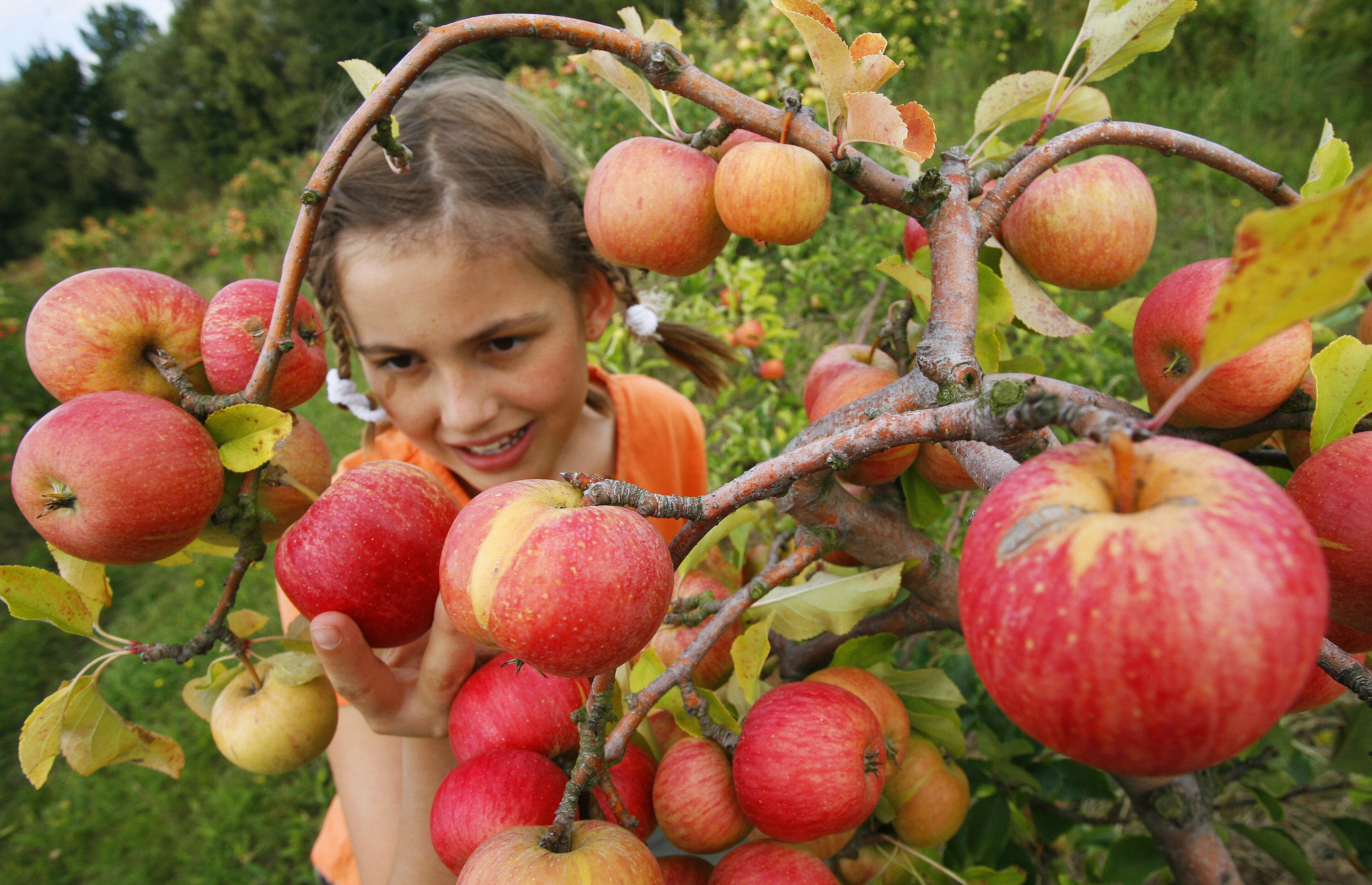 Young girl apple picking 