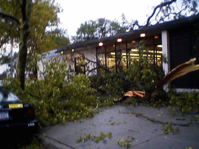 tree-down-in-front-of-kew-gardens-hills-library-main-st.jpg 