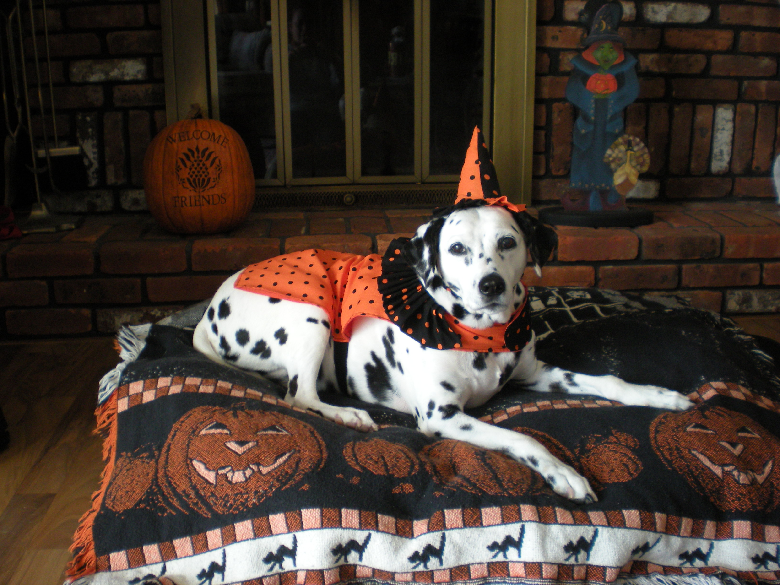 misty-the-dalmatian-therapy-dog-in-point-pleasant-nj.jpg 