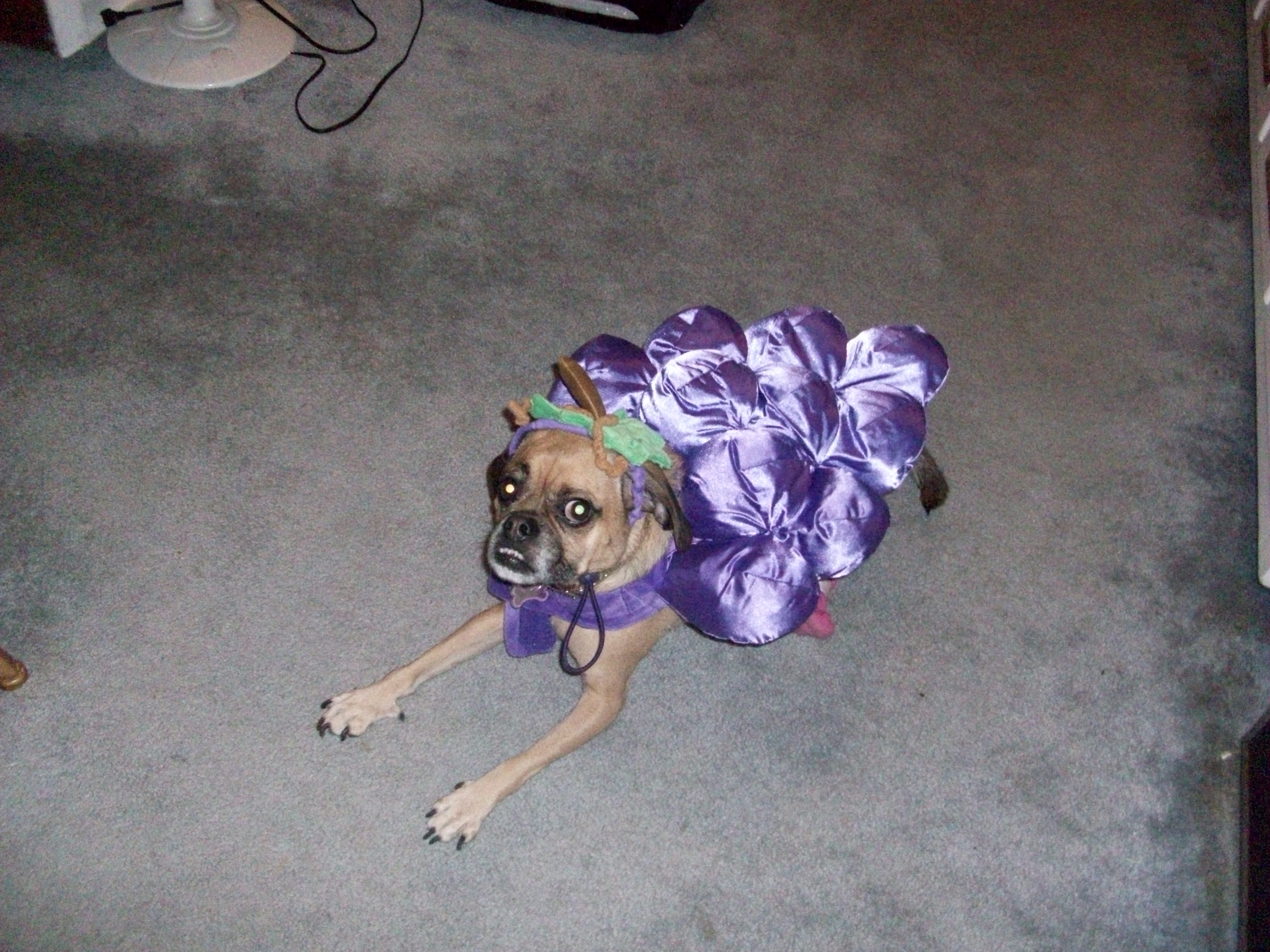 maggie-getting-ready-for-halloween-sent-by-lisa-vecchione-in-forest-hills-ny.jpg 