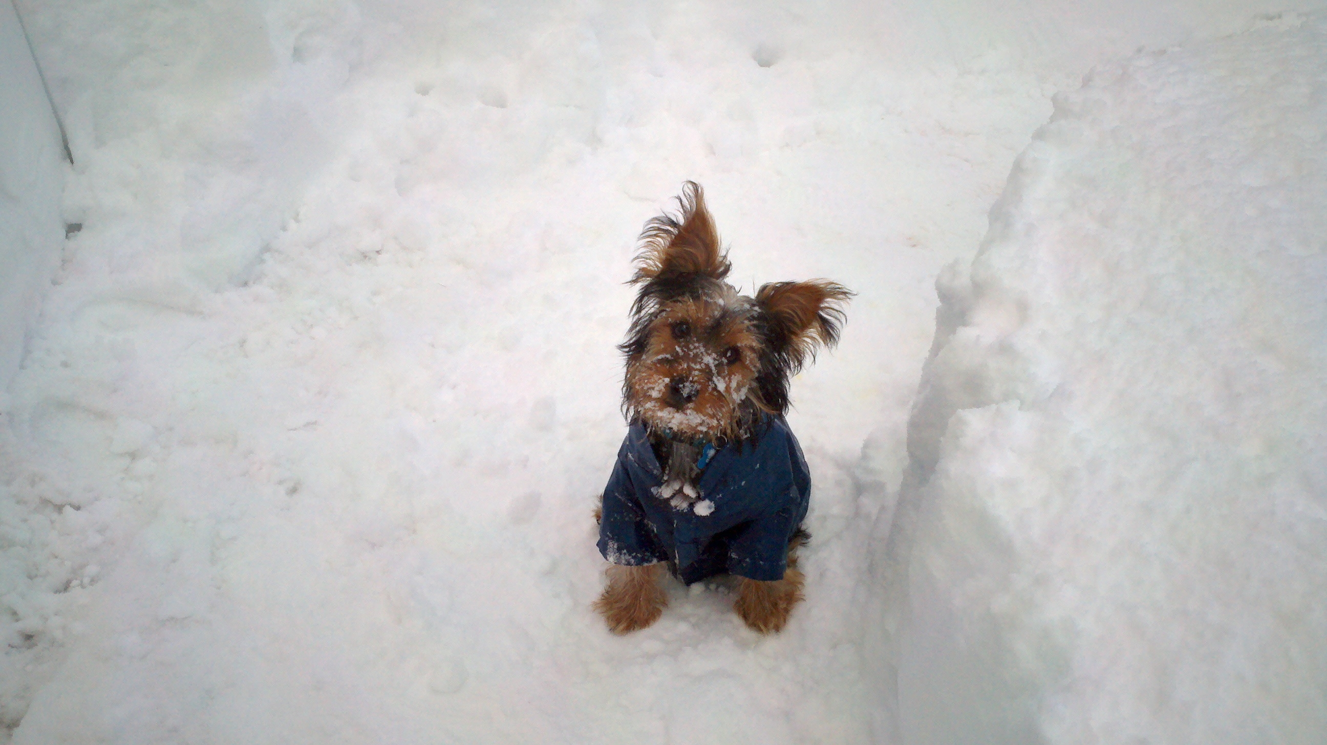 snow-clifton-nj-teddy-playing-in-the-snow-kimberly.jpg 