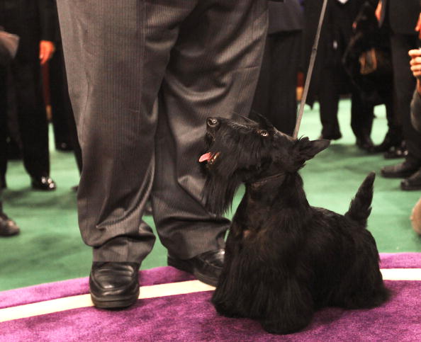Madison Square Garden Hosts The 2010 Westminster Kennel Club Dog Show 