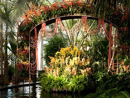 Orchid Show 
