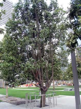Callery Pear Tree 