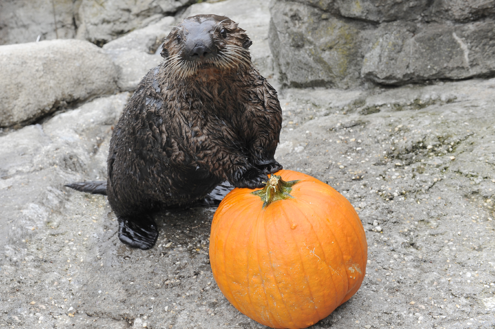 Sea Otter Tazo with Pumpkin 