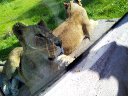 lions-detroit-zoo.gif 