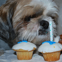 Dog with cupcake 