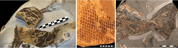 skin-fossils-140108.jpg 