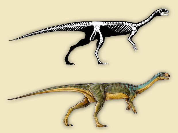 4-chilesaurus-diegosuarezi-skeleton-and-live-reconstruction-gabriel-lo.jpg 