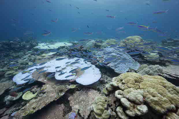 coral-reefs3.jpg 