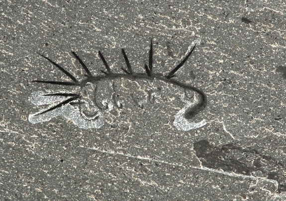 hallucigenia-worm-fossil.jpg 