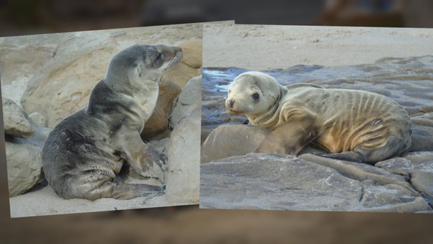 sick-sea-lion-pups-montage-620.jpg 