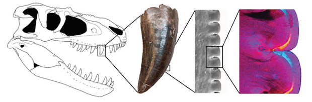 theropod-tooth.jpg 