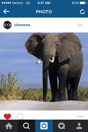 instagram-elephant-310w.jpg 