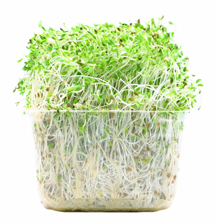 sprouts-photo.jpg 