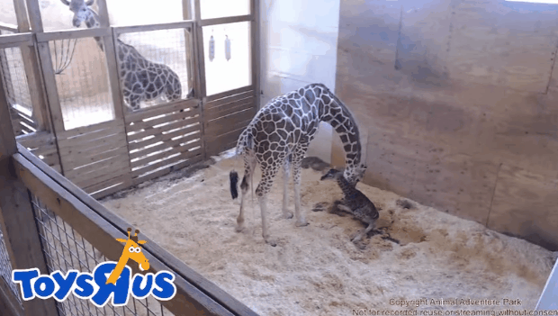 april giraffe calf gif 