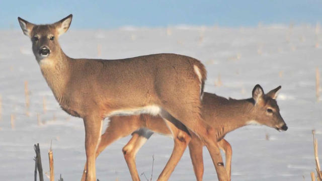 Contaminated deer meat may have caused 2 hunters' deadly brain diseases