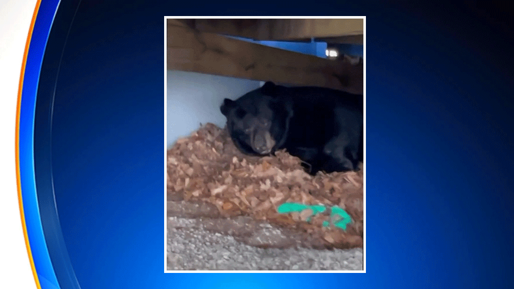 bear-under-ct-home.gif 