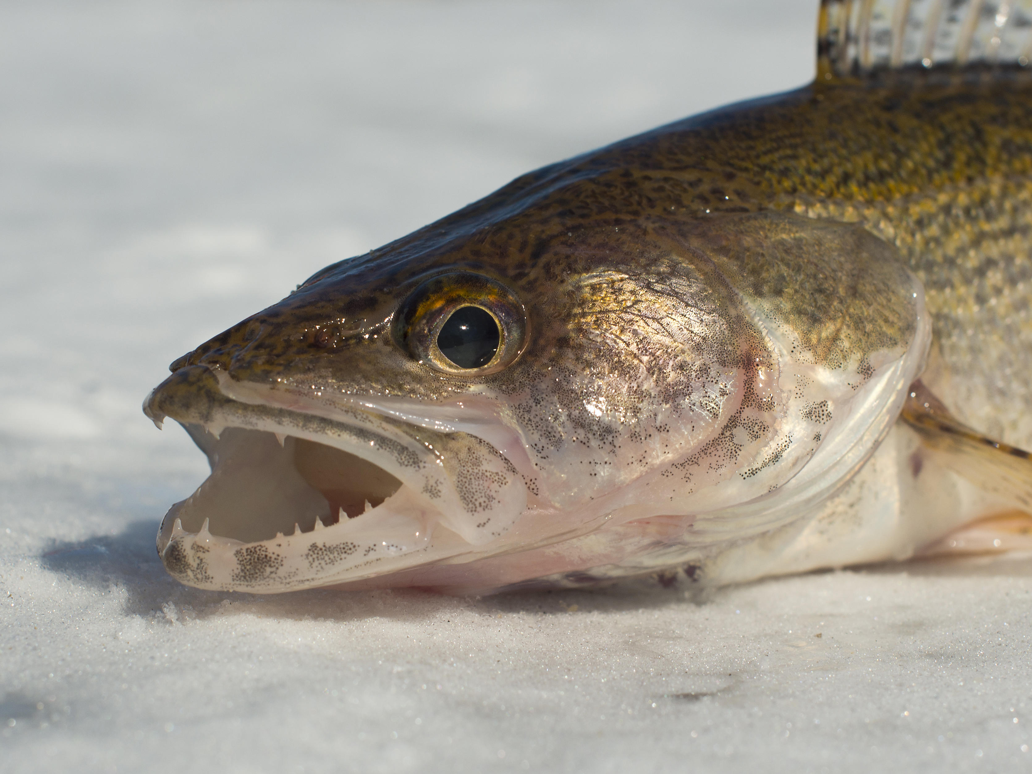 Walleye Pike 