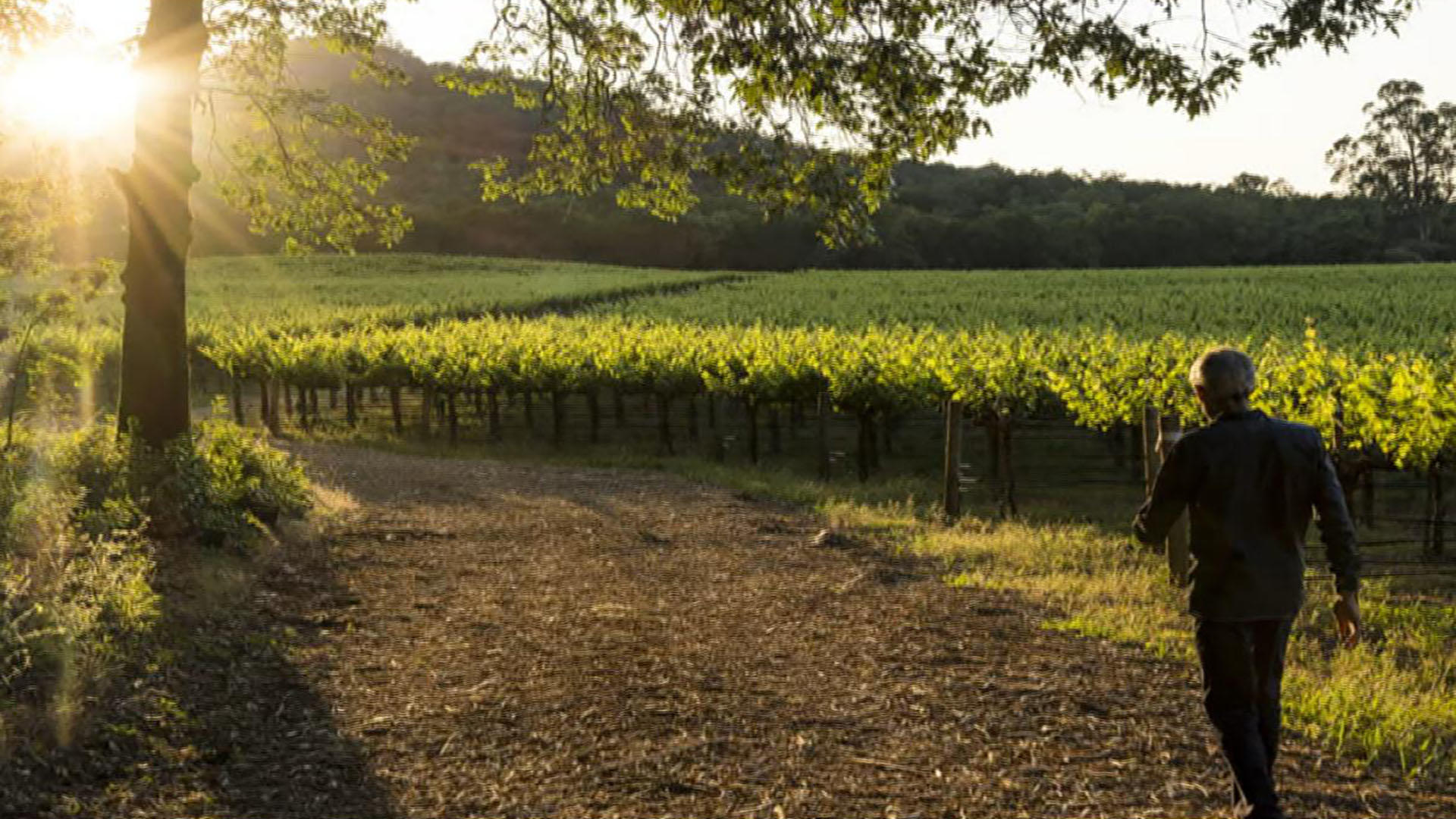 90% of some of the world's wine regions could disappear, study finds