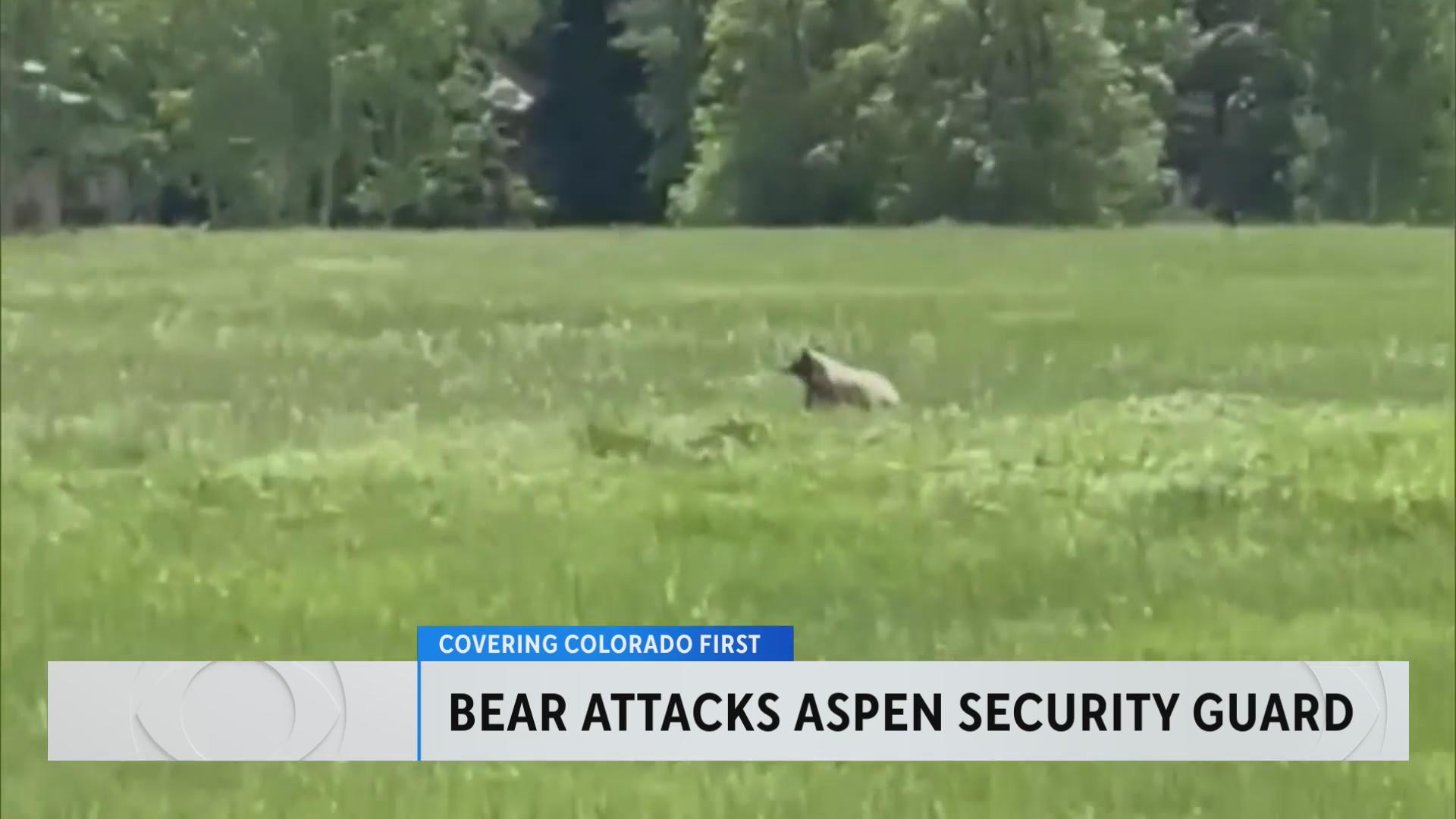 Bear attacks security guard inside Colorado resort