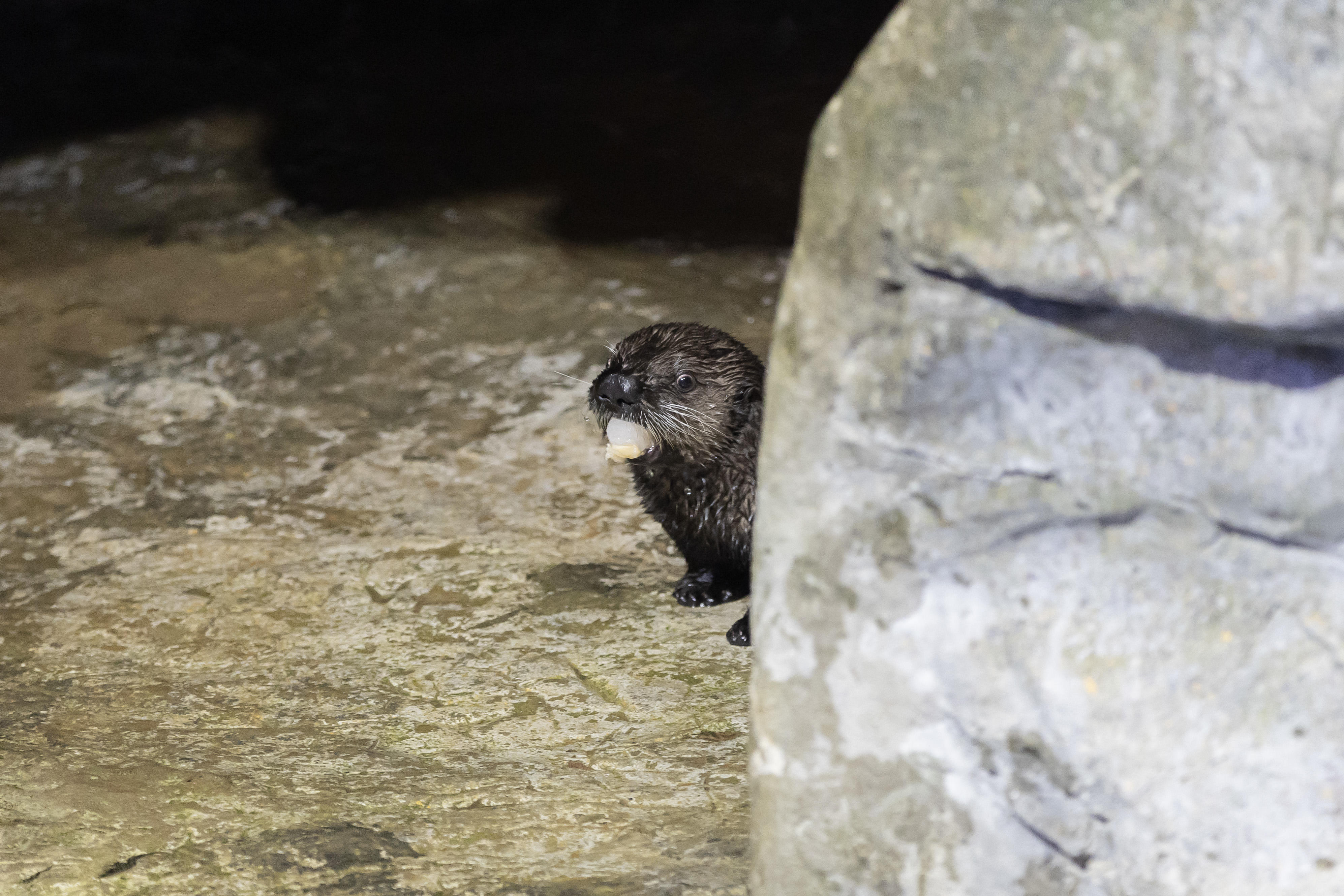 Shedd Aquarium sea otter.jpg 