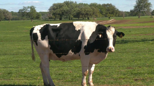 Rare human case of bird flu contracted from cows Texas