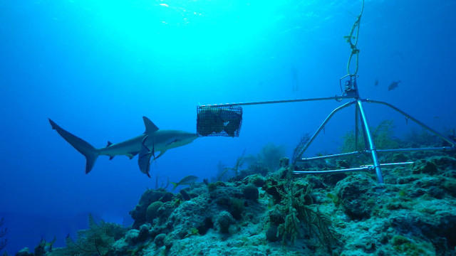 A CBS News producer shares his surprising shark encounter