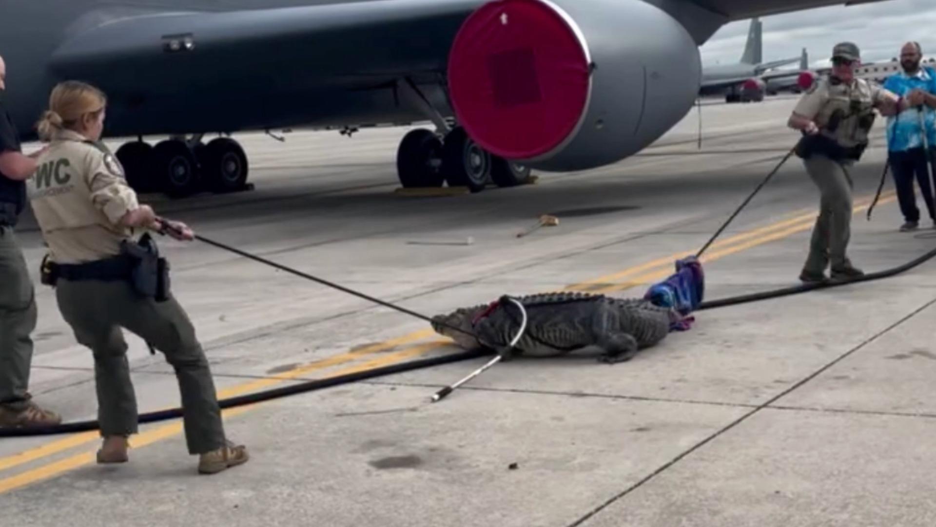 Video shows Florida authorities wrangling huge alligator at Air Force base