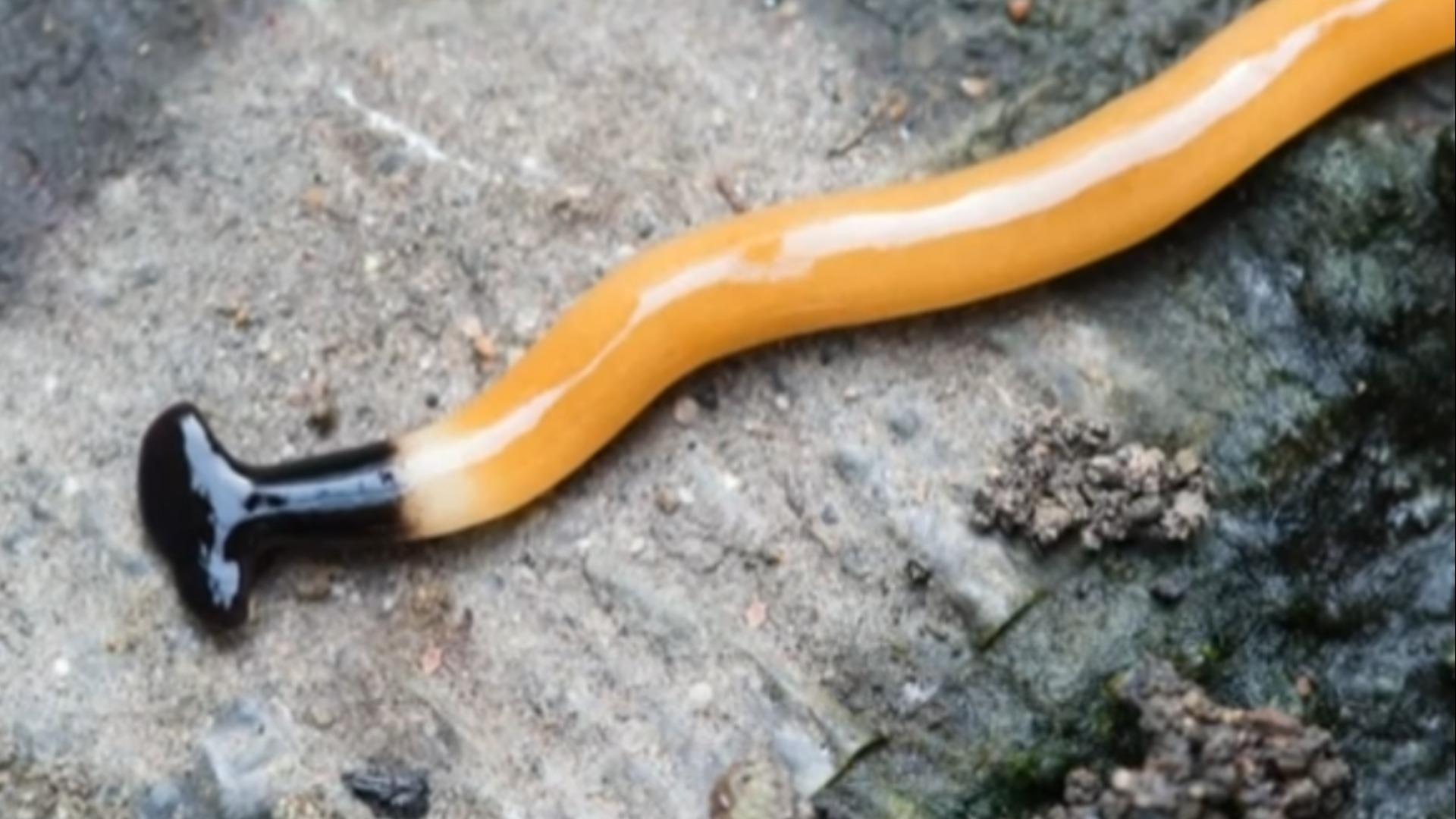 Sightings of invasive, toxic hammerhead flatworm increasing in Ontario