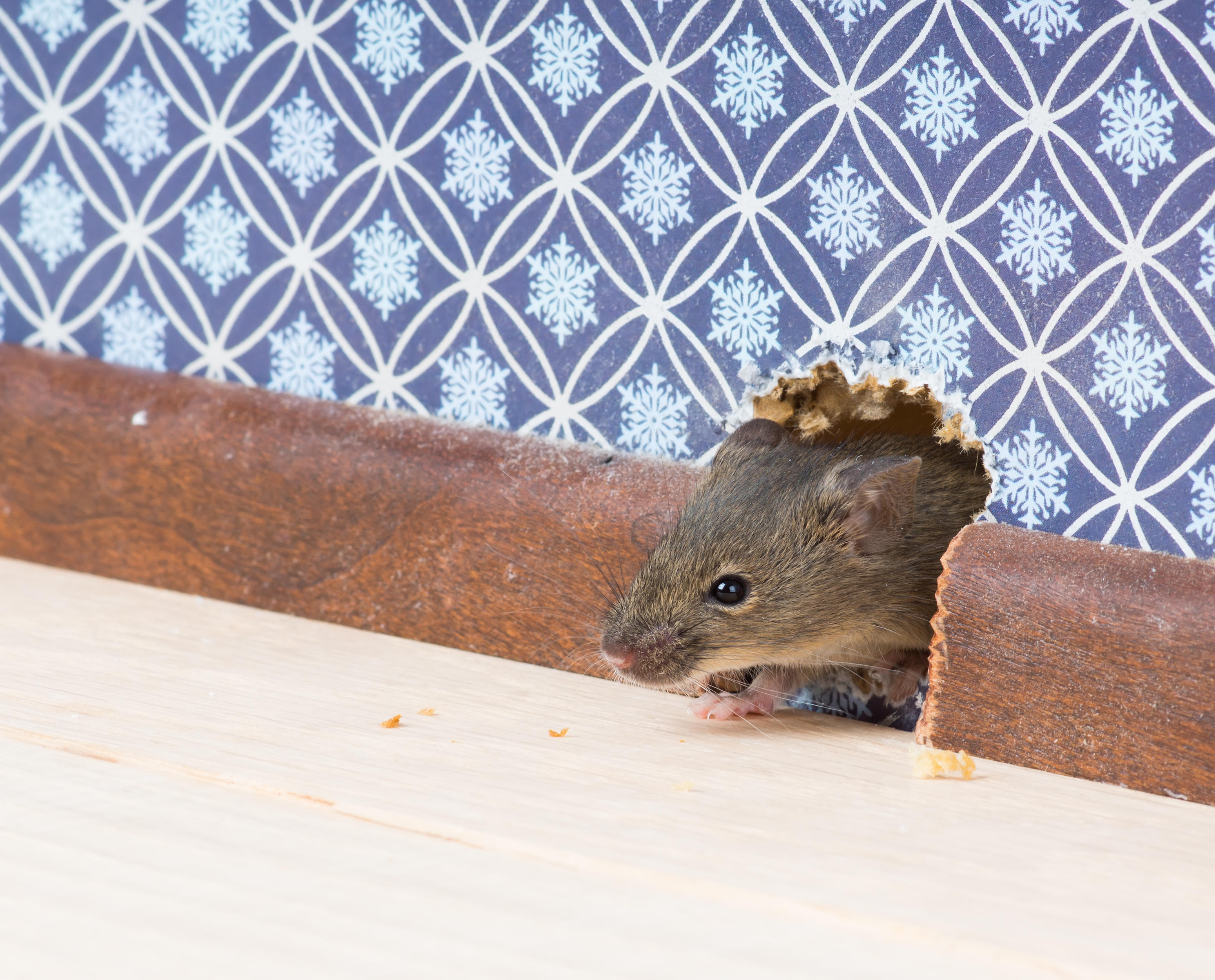 A mouse peeks through a small hole in the wall. 