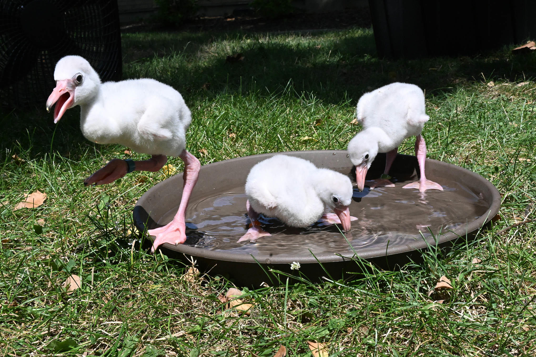 dsc-6810-flamingo-chicks.jpg 