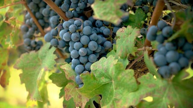 Legendary wine unveiled after decades hidden under castle floor