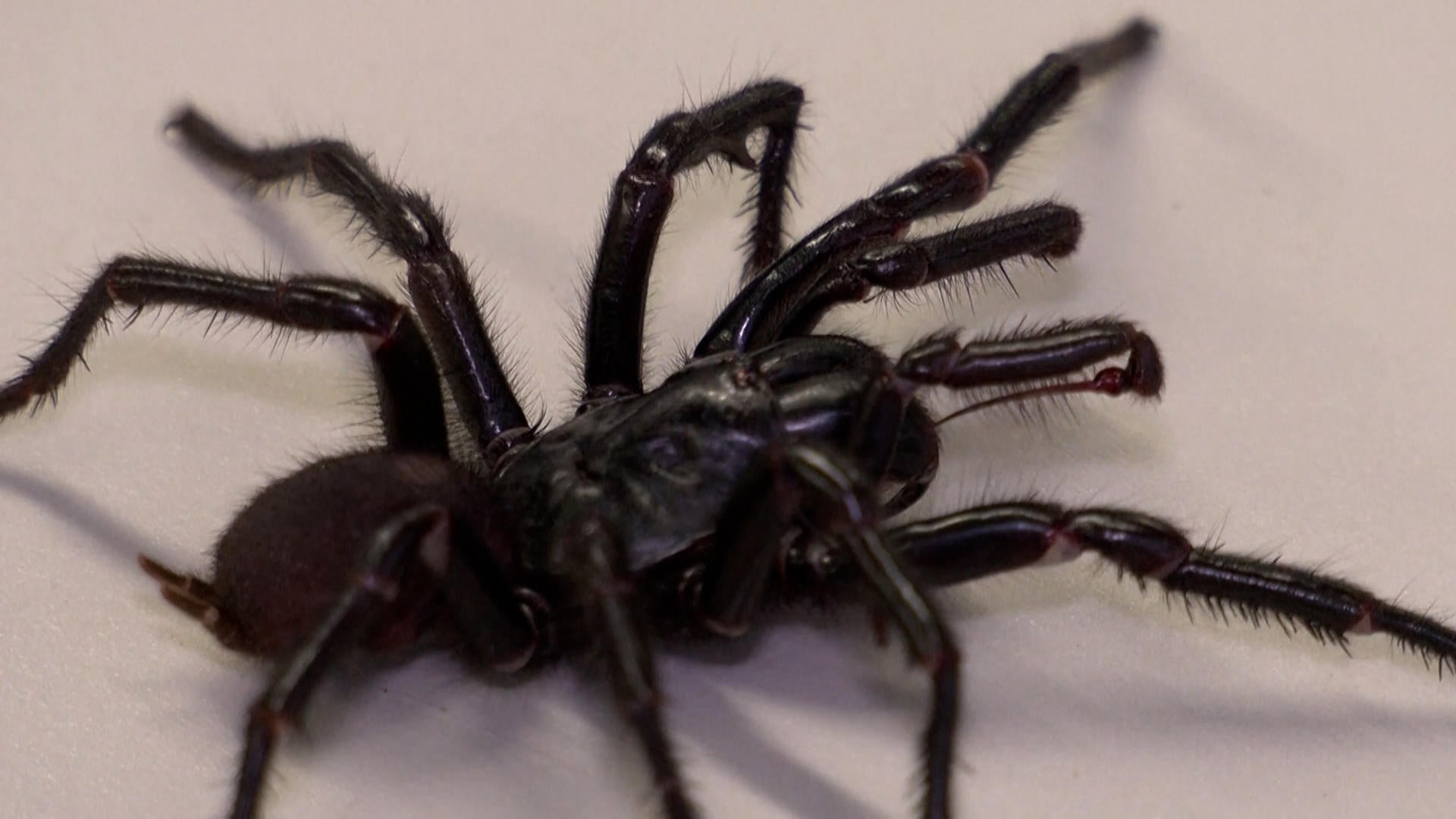 Scientists discover bigger, more venomous spider species