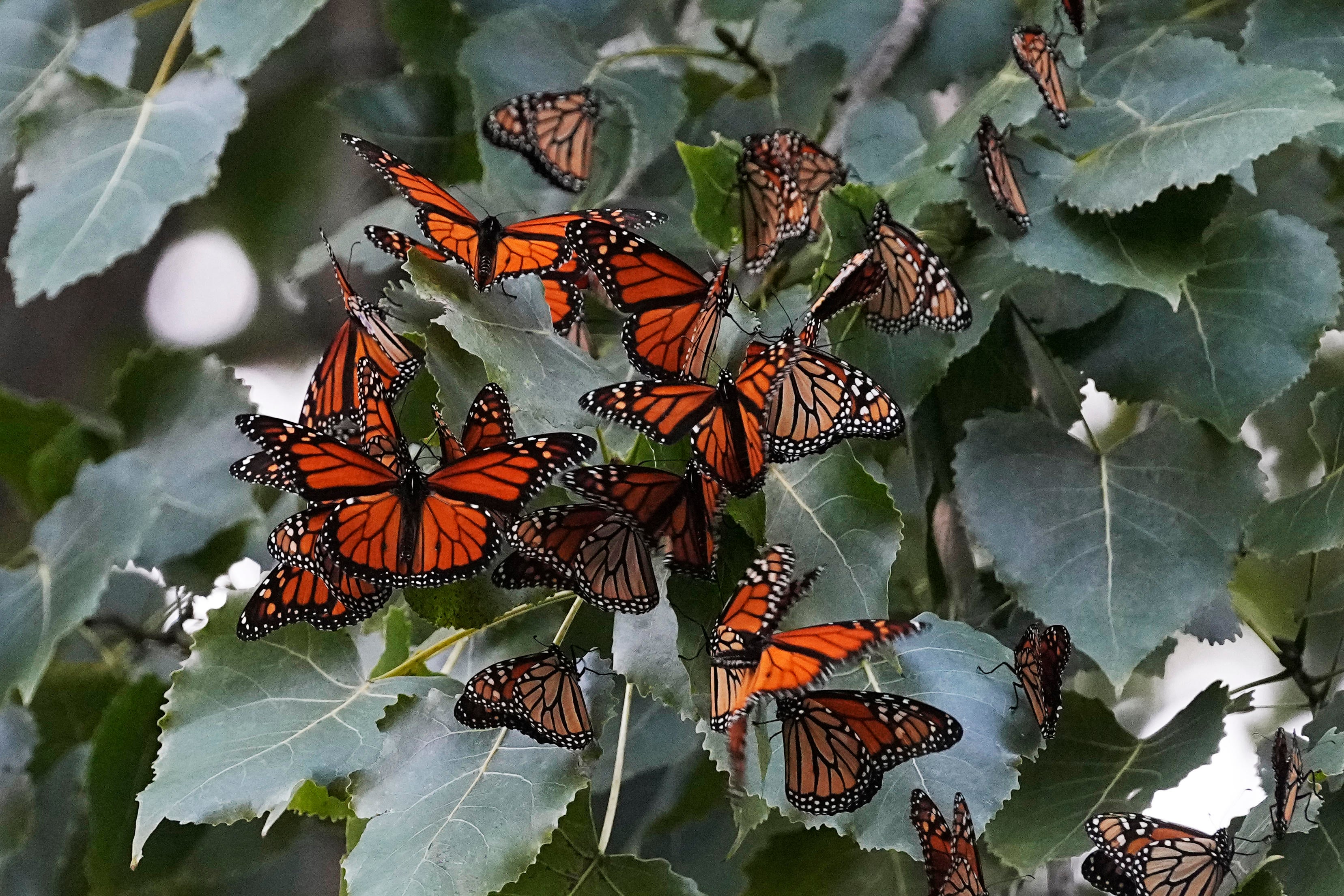 US Endangered Monarch Butterflies 