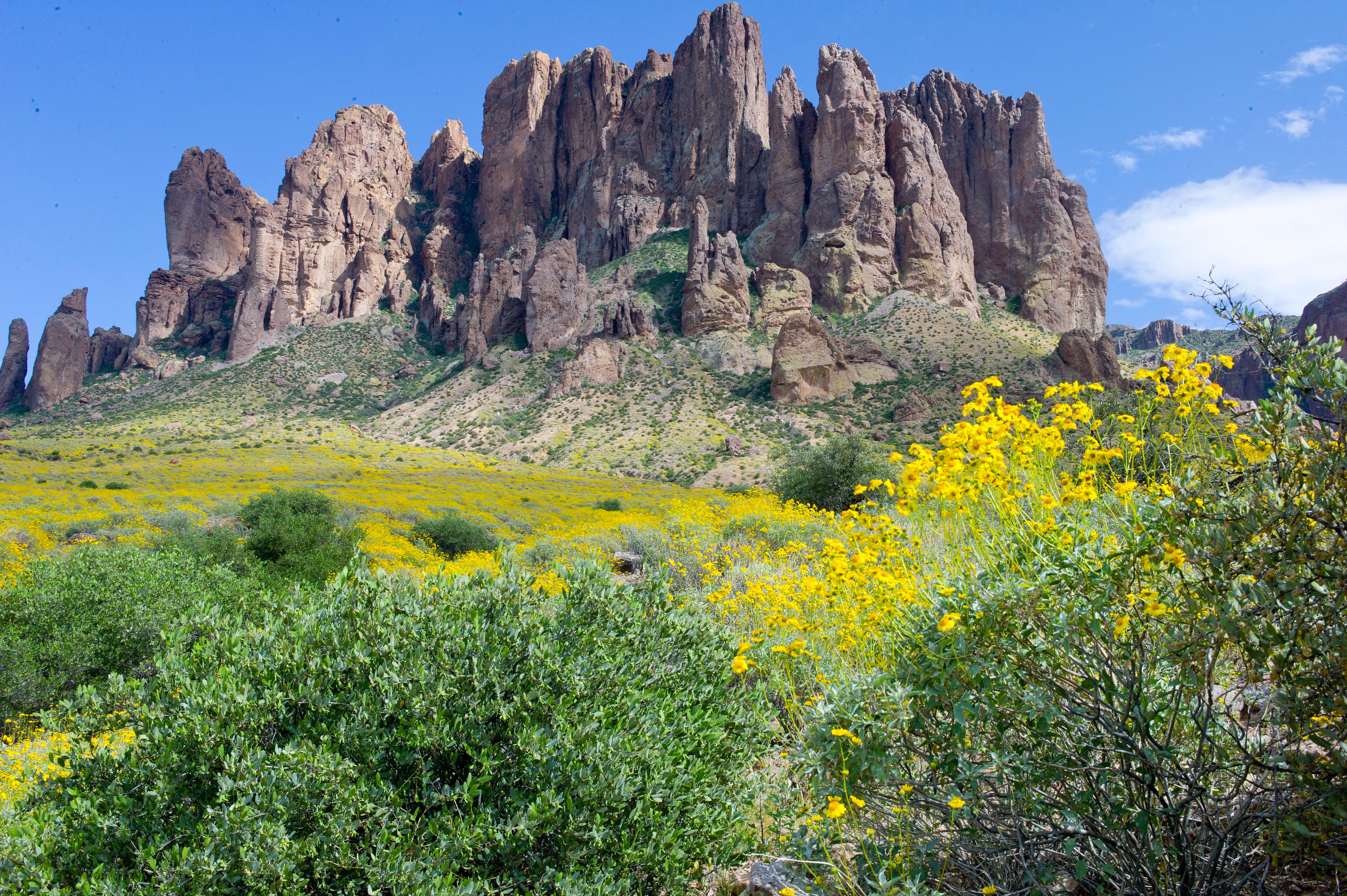 Desert flowers bloom in Arizona 