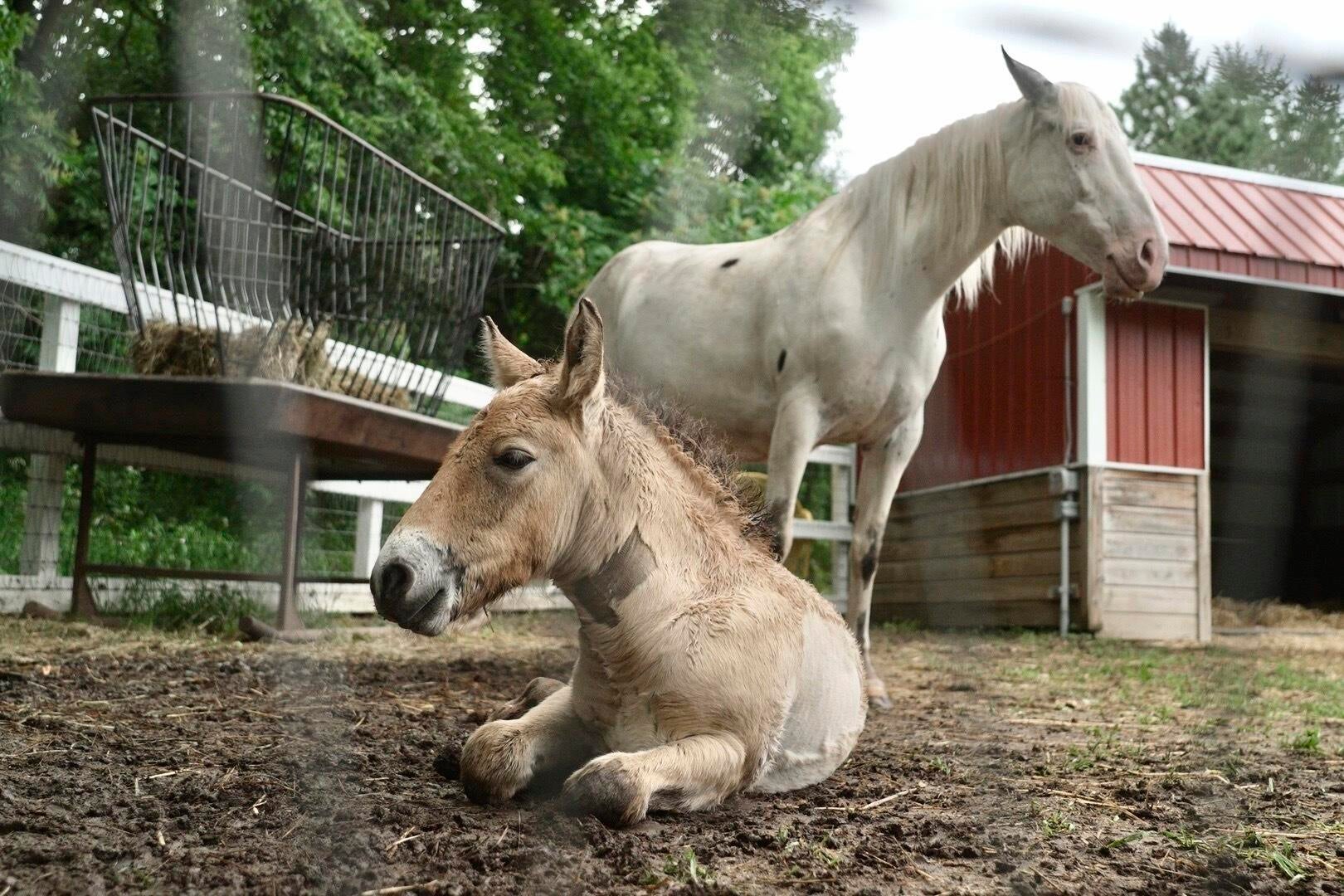 Wild Foal Adoption 
