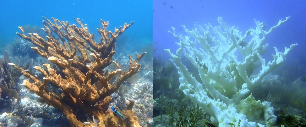coral-side-by-side-no-labels.png