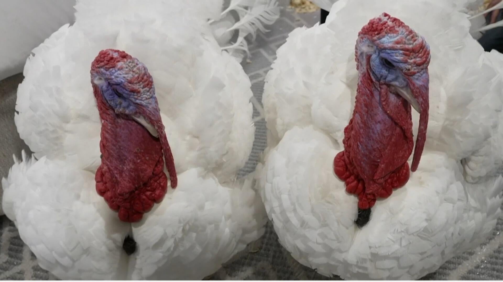 The White House's history with Thanksgiving, and how the turkey pardon came to be