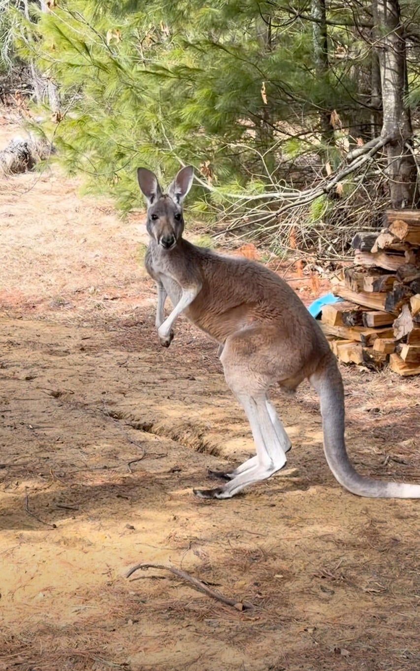 Petting Zoo Kangaroo 