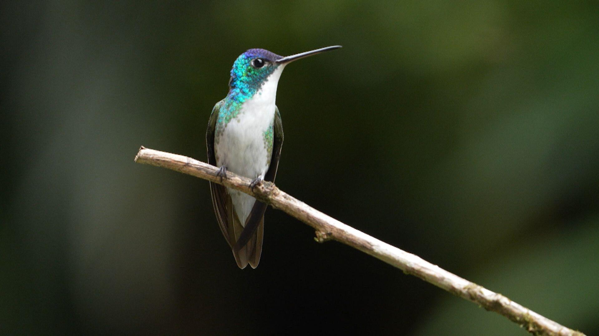 Birds flourish in Colombian region once home to guerrilla groups
