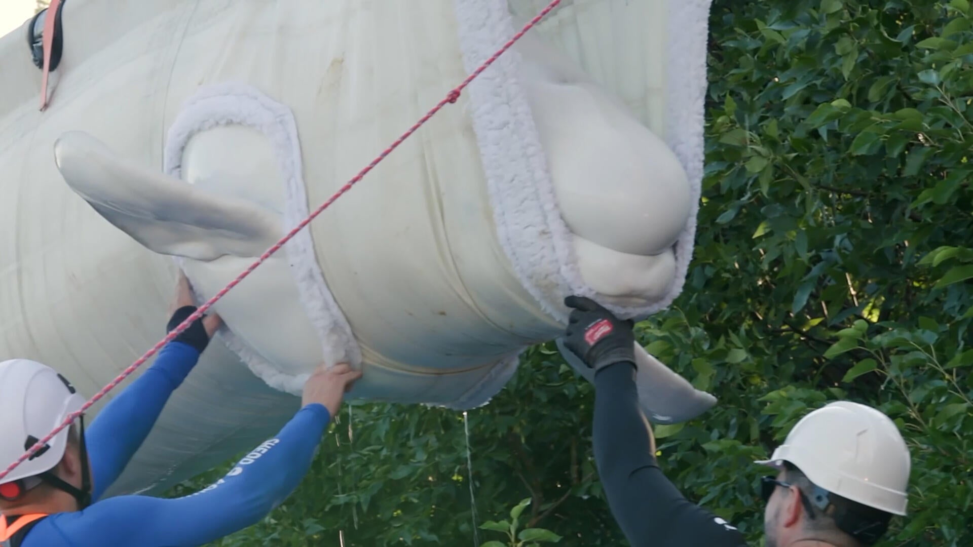 More rescued beluga whales arrive in Texas as relocation effort continues